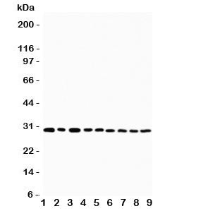 Western blot testing of OX40 antibody and Lane 1: U87; 2: HeLa; 3: HT1080; 4: Jurkat; 5: COLO320; 6: