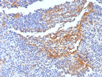 CD14 Antibody