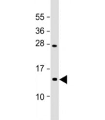 Western blot testing of mouse Neuro-2a cell lysate with EIF1A antibody at 1:2000. Predicted molecula