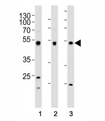 FOXA2 Antibody