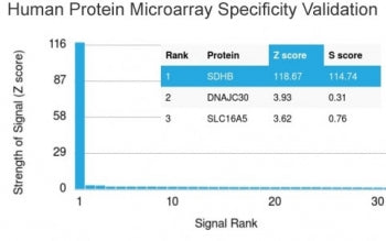 SDHB Antibody