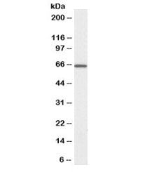 Western blot testing of rat pancreas lysate with biotinylated PDIA2 antibody at 0.03ug/ml. Predicted