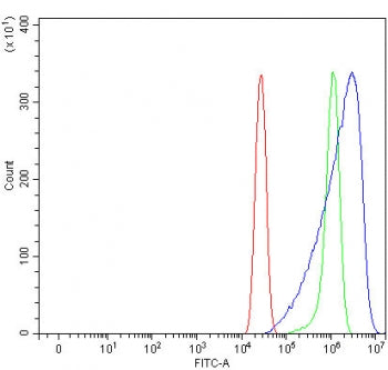 Rho kinase 2 Antibody / ROCK2