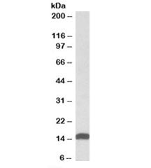 Western blot testing of human heart lysate with NDUFS6 antibody at 0.01ug/ml. Predicted molecular we