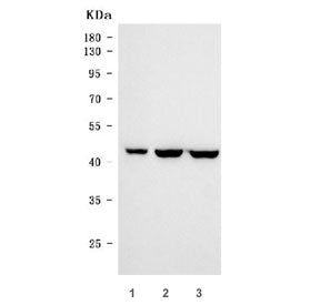 CDX2 Antibody