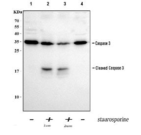 Western blot testing of 1) lysate from untreated human Jurkat cells, 2) lysate from Jurkat cells tre