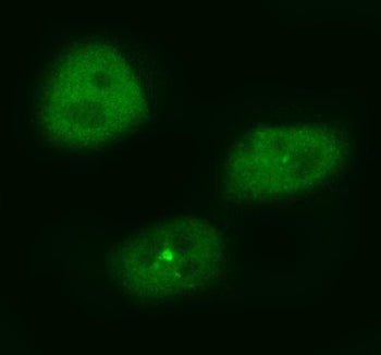 Immunofluorescent staining of HASPIN using anti-HASPIN antibody (green). HASPIN was detected in an i