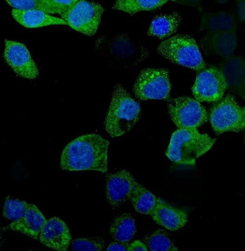 Immunofluorescent staining of FFPE human A431 cells with IDO1 antibody (green) and DAPI nuclear stai
