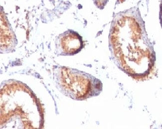 PMEL17 / Melanoma gp100 Antibody