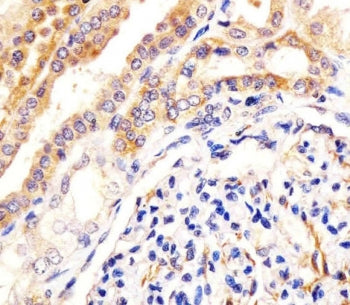 IHC testing of FFPE human kidney tissue with USP2 antibody. HIER: steam section in pH6 citrate buffe