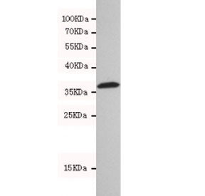 HtrA2 / Omi Antibody