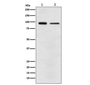 Western blot testing of 1) human A431 and 2) mouse NIH3T3 cell lysate with EEF2 antibody. Predicted 