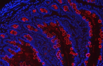 Immunofluorescent staining of FFPE rat intestinal tissue with Tff3 antibody (red) and DAPI nuclear s