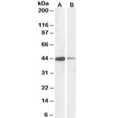 Western blot testing of human Jurkat [A] and mouse NIH3T3 [B] nuclear lysates with CREB antibody at 