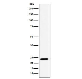 Western blot testing of human A549 cell lysate with DNAJC12 antibody. Predicted molecular weight ~23
