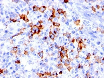 CD15 Antibody / SSEA-1