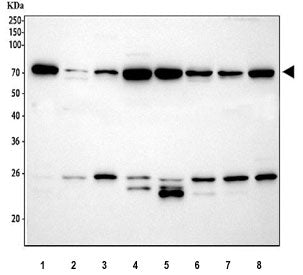 Western blot testing of 1) rat liver, 2) rat kidney, 3) rat brain, 4) rat RH35, 5) mouse liver, 6) m