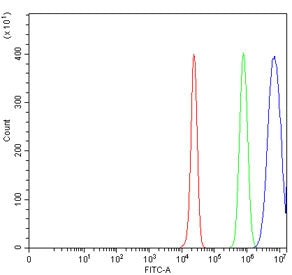 ICAM1 Antibody / CD54