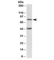 Western blot testing of mouse NIH3T3 lysate with Dishevelled antibody at 1ug/ml. The expected ~80kDa