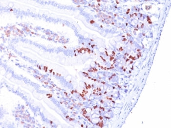 Bromodeoxyuridine / BrdU Antibody