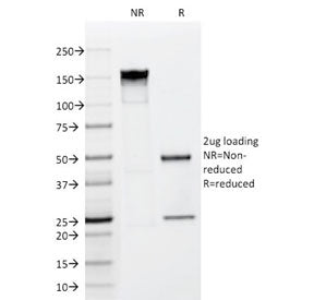 SDS-PAGE analysis of purified, BSA-free FGF-23 antibody (clone FGF23/638) as confirmation of integri