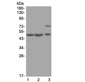 AP2M1 Antibody