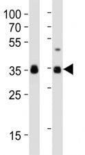 SOX2 Antibody