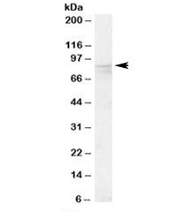 Western blot testing of human placenta lysate with OSBP antibody at 0.1ug/ml. Predicted molecular we