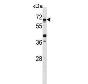 Western blot testing of human HL60 cell lysate with ATG4D antibody. Expected molecular weight: 53-56