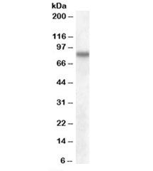 Western blot testing of human cerebral cortex lysate with SCARB2 antibody at 0.1ug/ml. Predicted mol