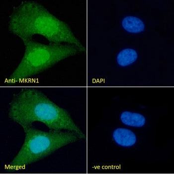 MKRN1 Antibody