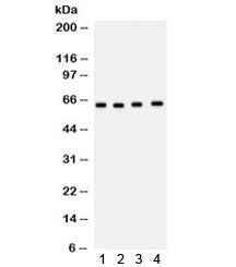 CDC6 Antibody