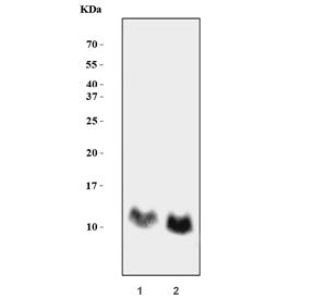 Western blot testing of 1) rat brain and 2) mouse brain tissue lysate with GNG4 antibody. Predicted 