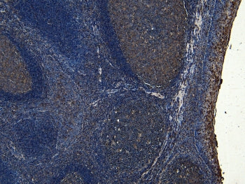 IHC staining of FFPE human tonsil tissue with SOX2 antibody at 8ug/ml. Required HIER: steamed antige