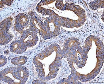 Src Antibody