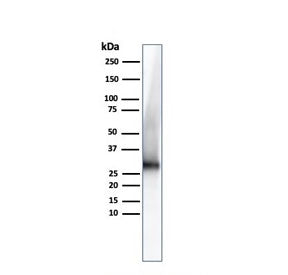 Adiponectin Antibody