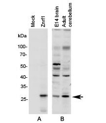 Znrf1 Antibody