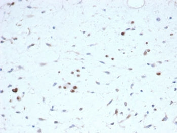 MyoD1 Antibody