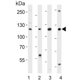 Tif1 alpha Antibody / Tif1a / Trim24