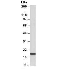 Western blot testing of HeLa cell lysate with IFITM3 antibody at 0.5ug/ml. Predicted molecular weigh