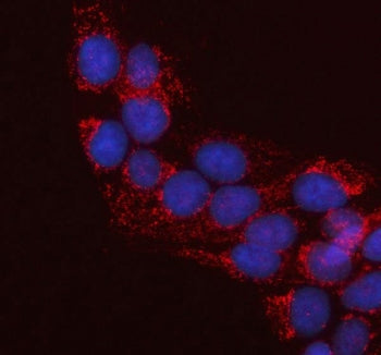 Immunofluorescent staining of FFPE human U-2 OS cells with LRRC34 antibody (red) and DAPI nuclear st