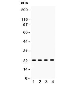 RBP4 Antibody