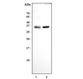 Western blot testing of human 1) U-87 MG and 2) PC-3 cell lysate with NGFB antibody. Predicted molec