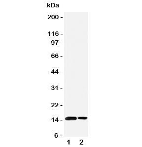 Western blot testing of SUMO1 antibody and Lane 1: rat spleen; 2: human placenta tissue lysate. Pred
