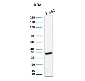 CA8 Antibody / Carbonic Anhydrase VIII