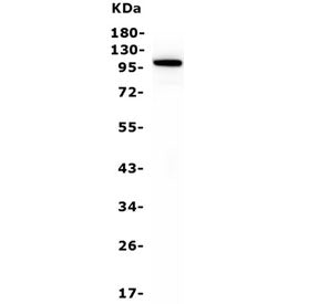Western blot testing of human HepG2 cell lysate with Nucleolin antibody. Predicted molecular weight 
