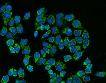SREBP2 Antibody / SREBF2