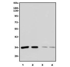 Western blot testing of 1) human HEK293, 2) human K562, 3) rat kidney and 4) mouse SP2/0 cell lysate