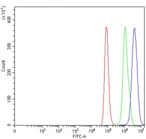 BRDT Antibody / Bromodomain testis-specific protein