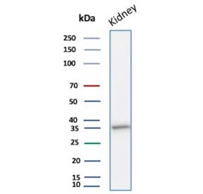 Western blot testing of human kidney tissue lysate with recombinant Napsin A antibody. Expected mole